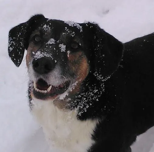 Vakantiehuis Oberbach *